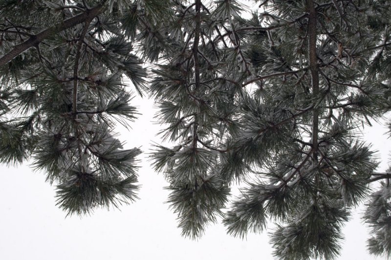 Snow on pine