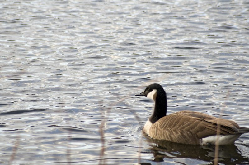 Canada goose