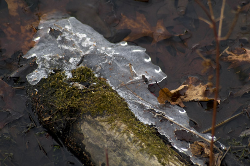 Moss and ice
