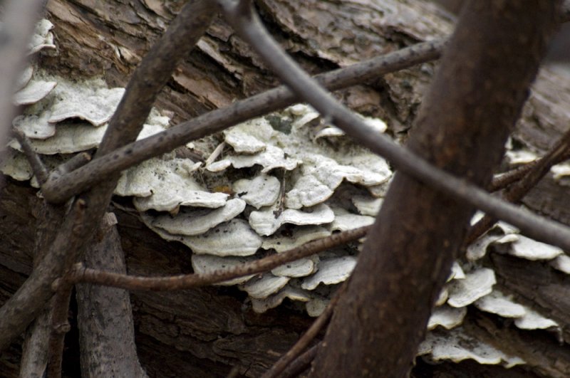 Fungus