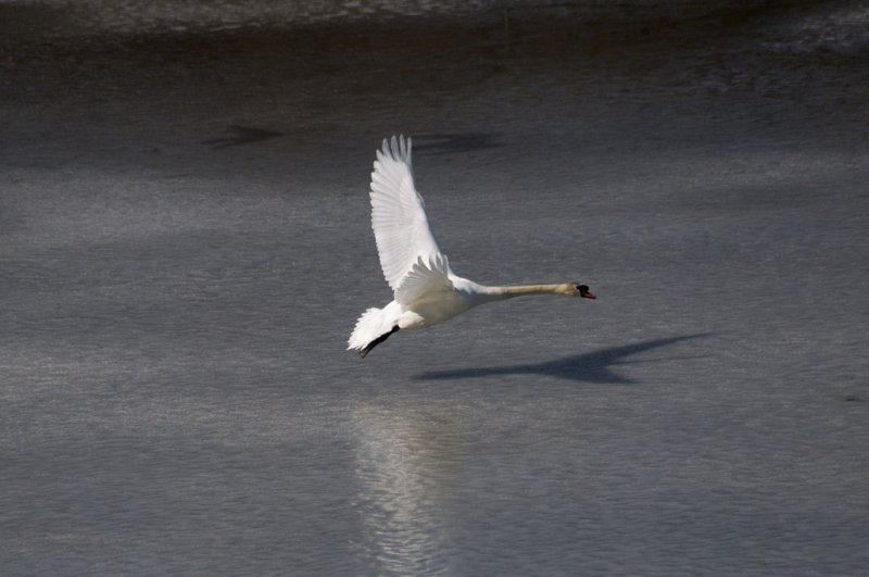 Mute swan