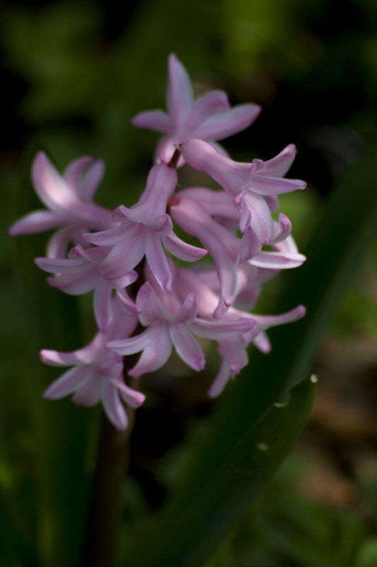 Pink hyacinth