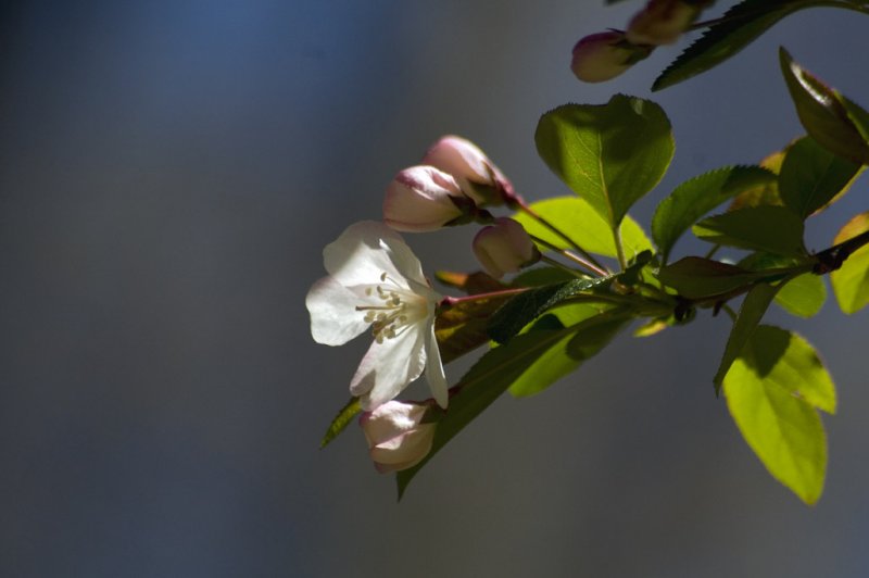 Flowering tree