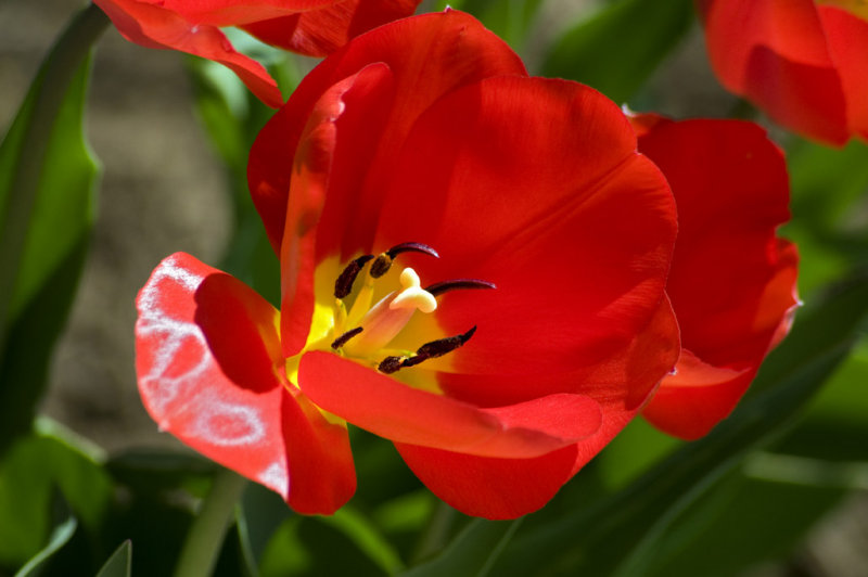 Red tulips