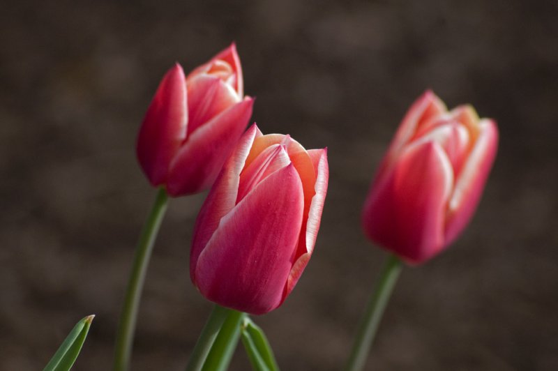 Pink and white