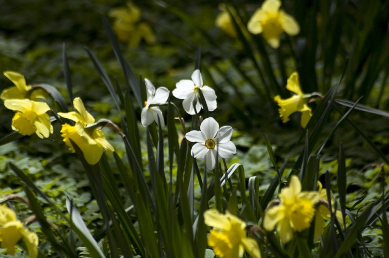 Daffodil