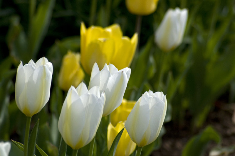 Yellow and white tulips