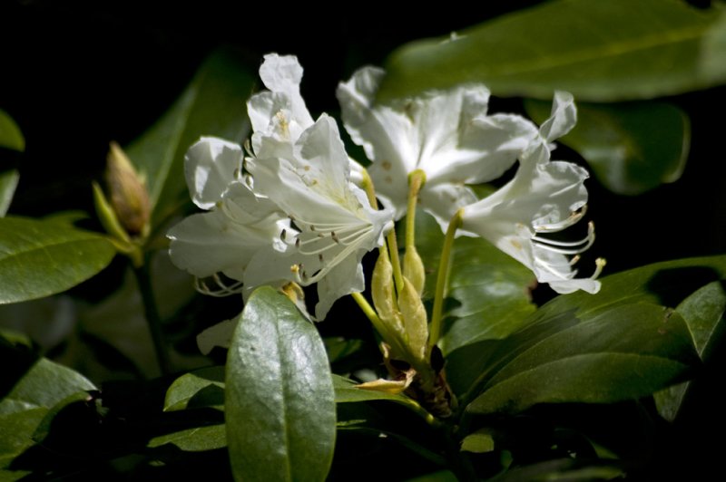 White azalea