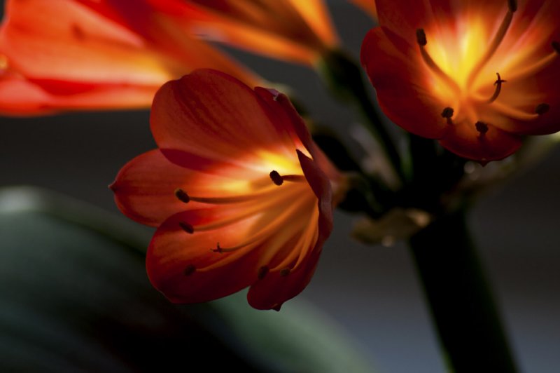 Clivia miniata