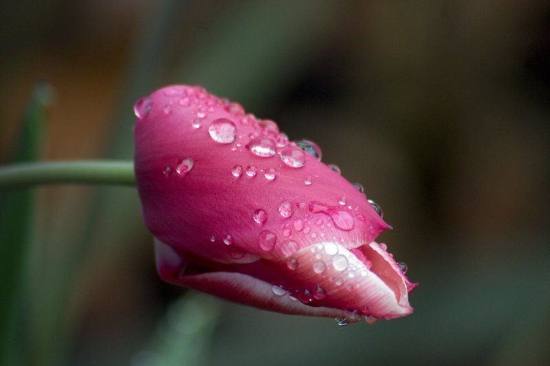 Tulip and raindrops