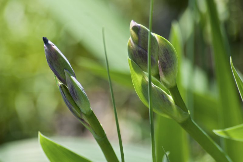 Iris (almost)