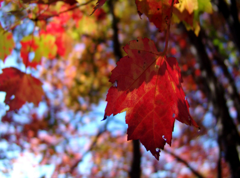 red