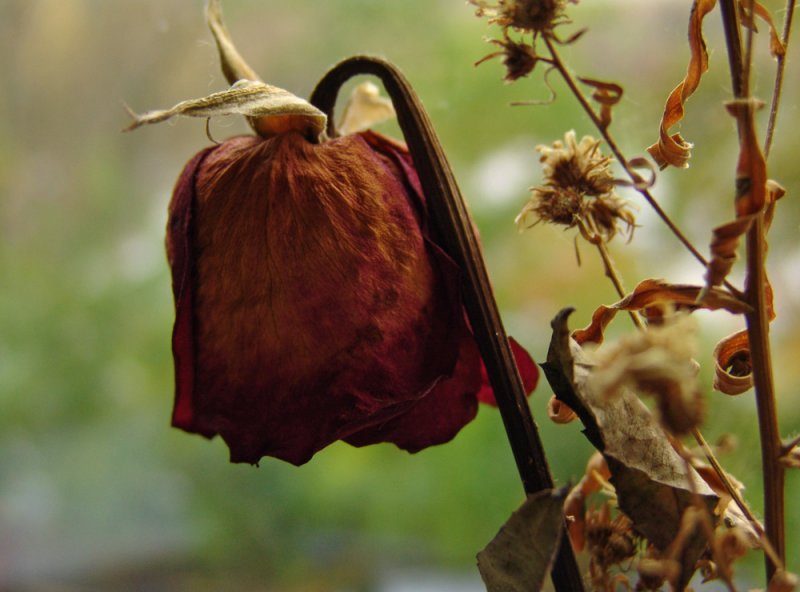 autumn for roses too
