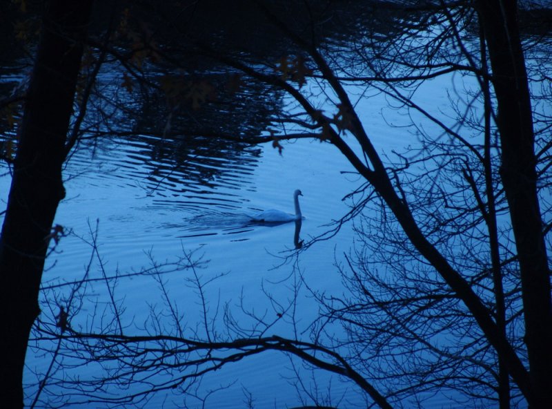 swan in blue