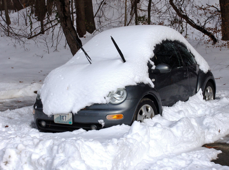 Snow Bug