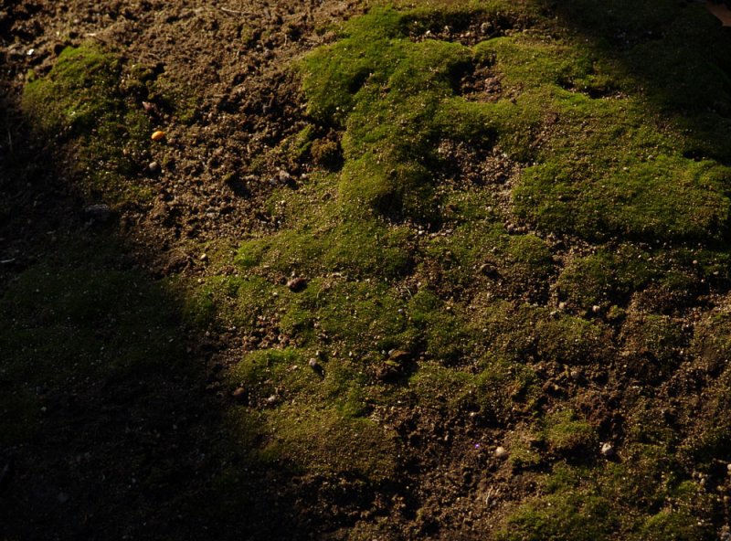 moss