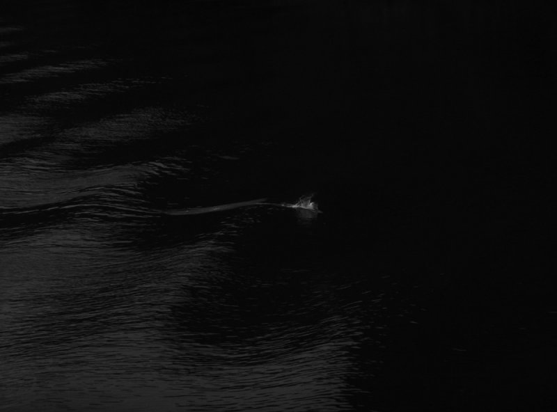 Dalls porpoise