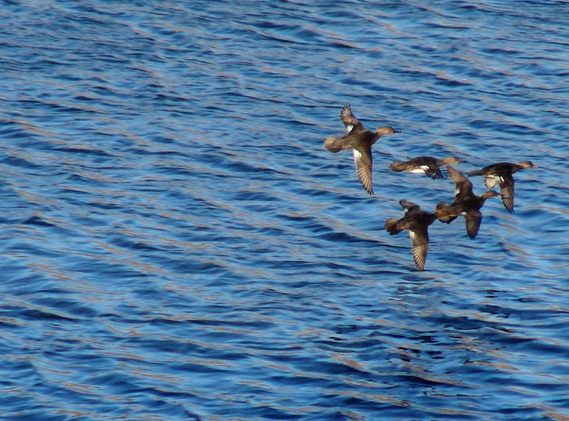brown angels