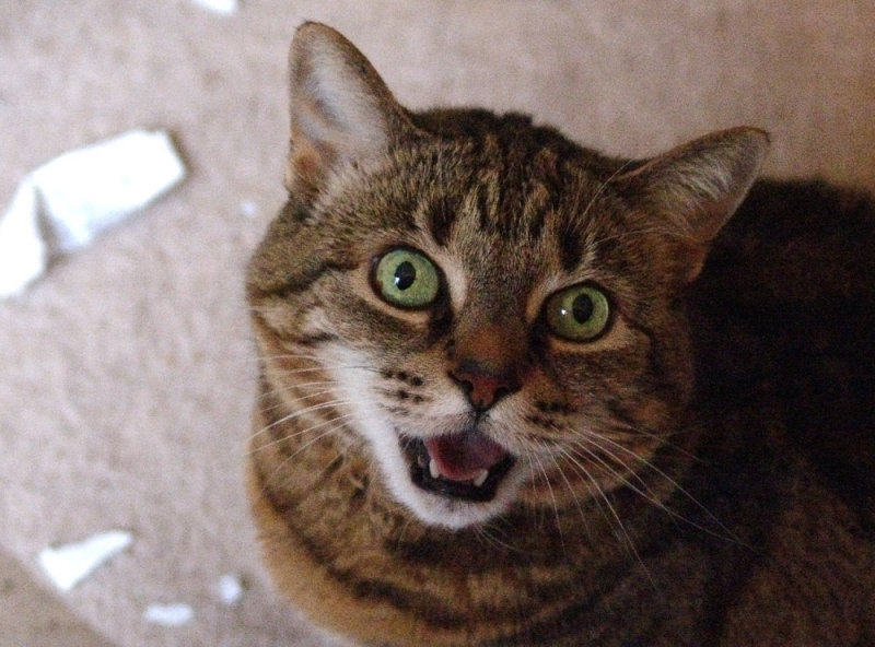 I finished the shredding.