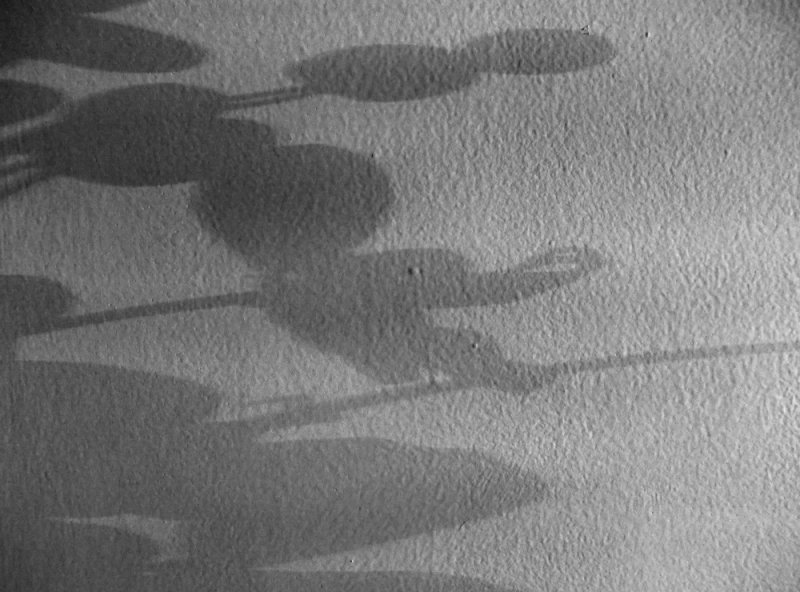 shadows