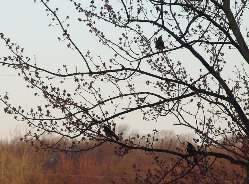 three starlings