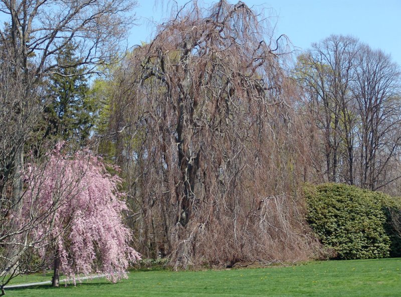 weeping European beech