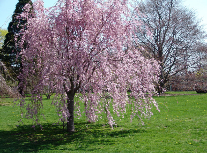 weeping cherry