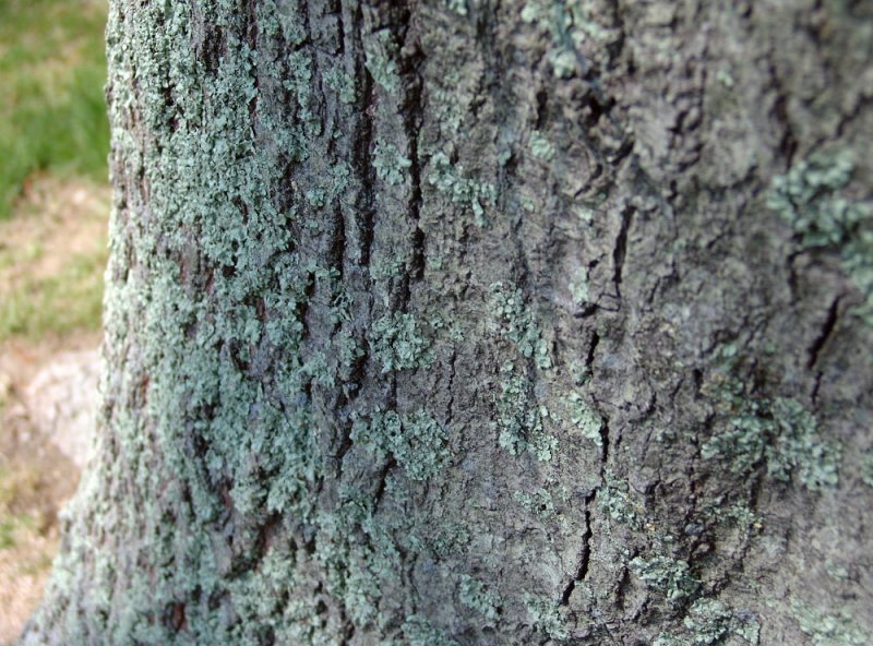 lichen