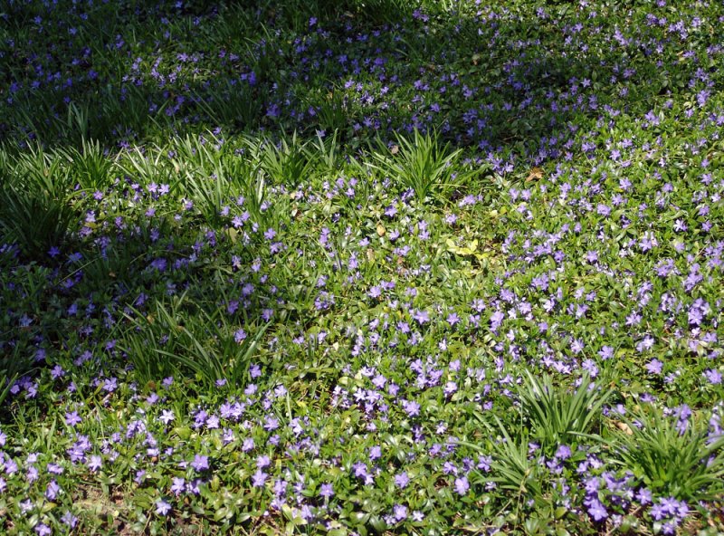 ground cover