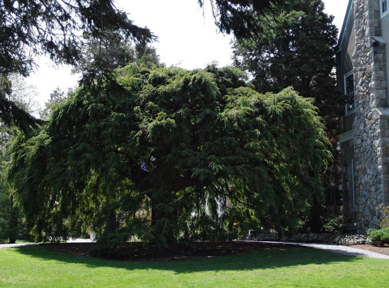 Sargents weeping hemlock