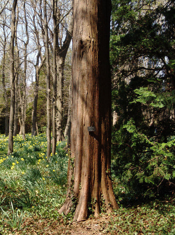 Japanese cedar