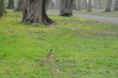 robin