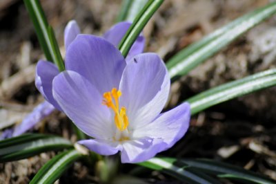 crocus