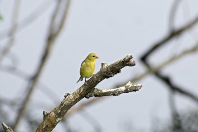 American goldfinch (female)