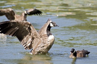 Canada geese