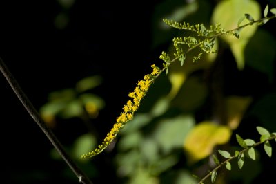 Elm-leaf goldenrod