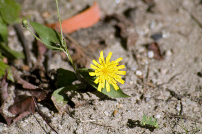 Dandelion