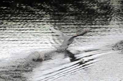 Mute swan