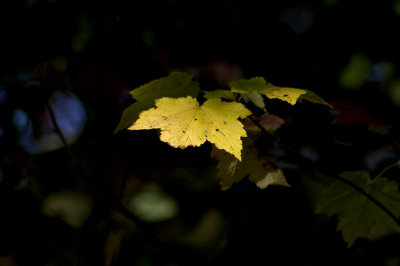Yellow-colored red maple leaves