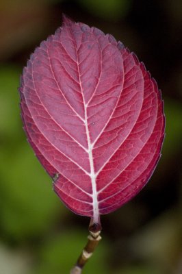 One red leaf
