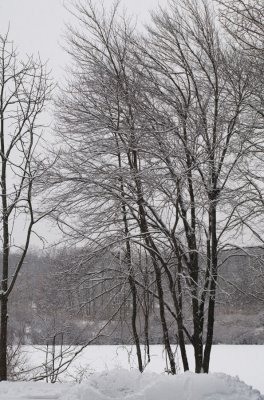 Stand of red maples