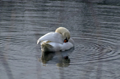 Mute swan preening