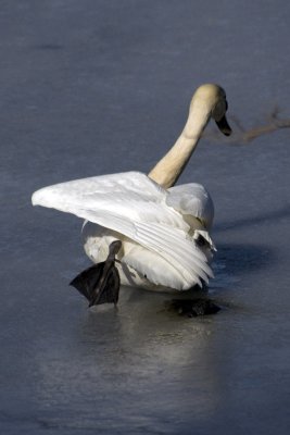 Swan yoga