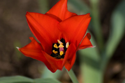 Red tulip