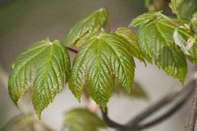 Brand new maple leaves