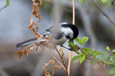 Chickadee