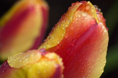 Red and yellow tulips