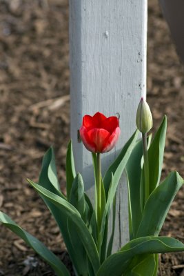 Red tulip by the post