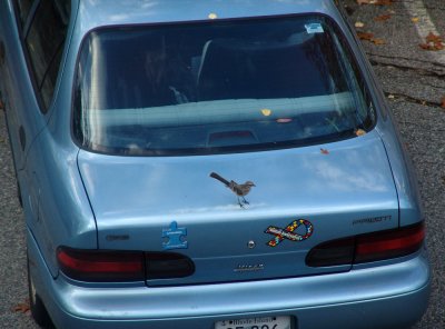 national spokesbird?