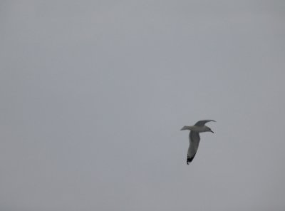 gull gray